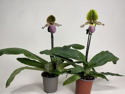 Paphiopedilum Pinocchio 2er Sparset (in Knospe/Blüte)